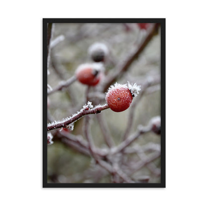 Poster - Winterbeeren II Kuratoren von artlia Schwarz / 50×70 cm artlia